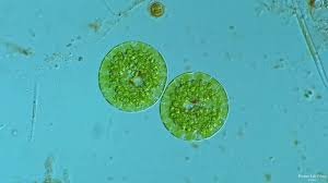 where-can-vezyolatens-be-found